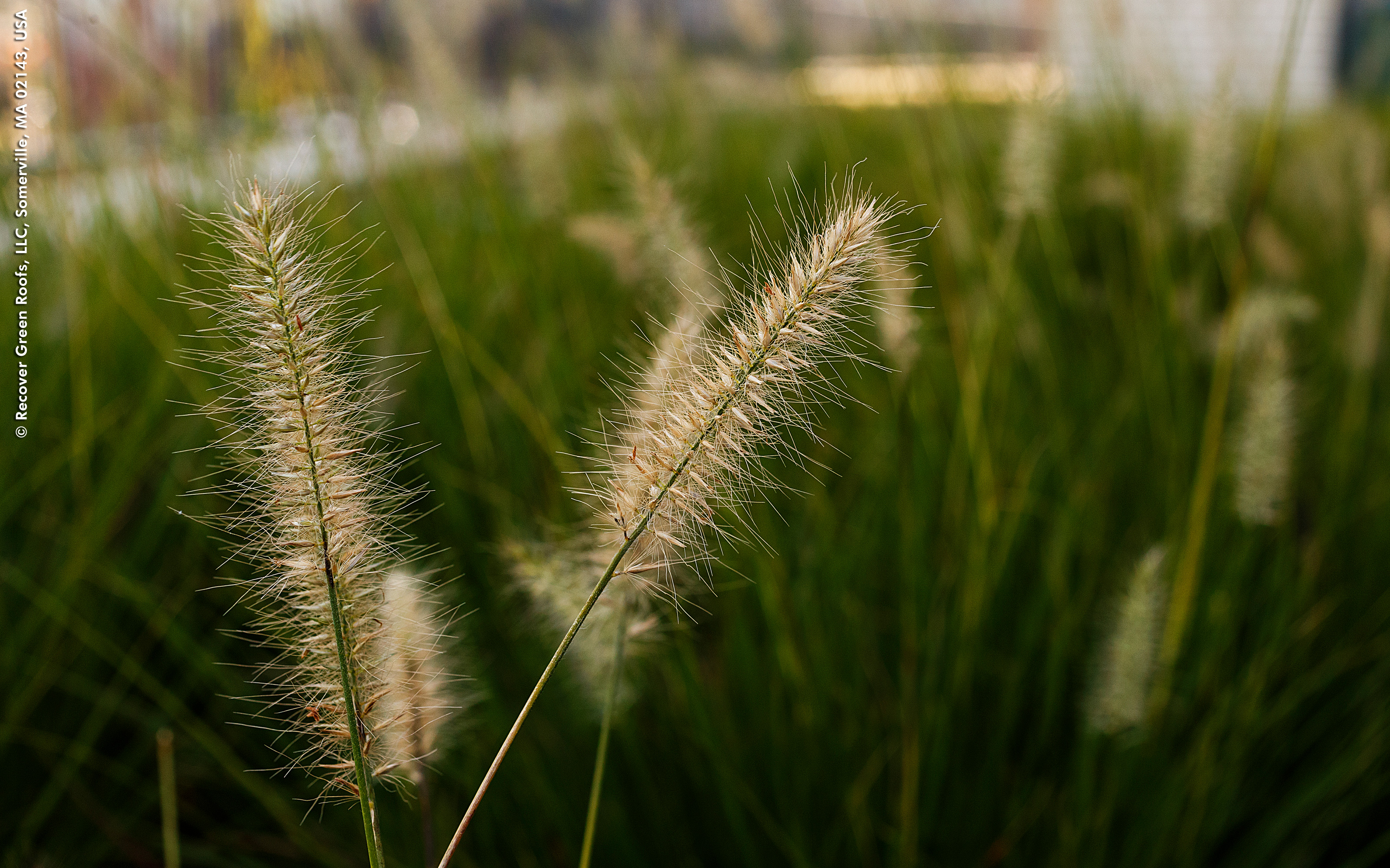 Ornamental grasses